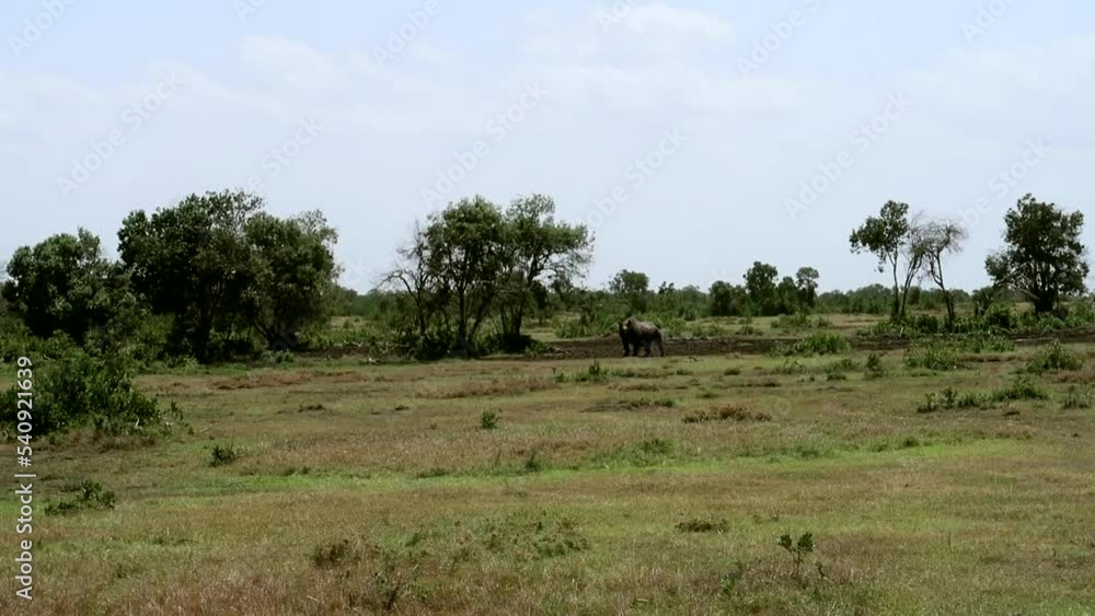 Distant sighting of an alert black rhino on Kenya's green plains Distant sighting of an alert black rhino on Kenya's green plains