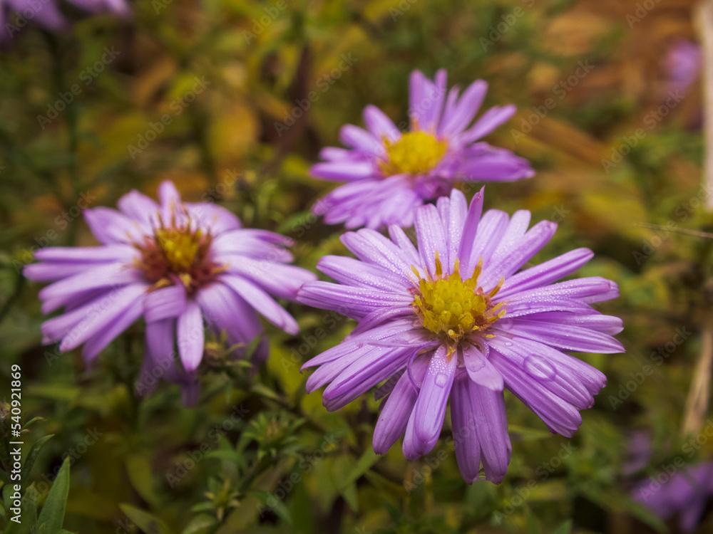 Close-up photo of aster flowers