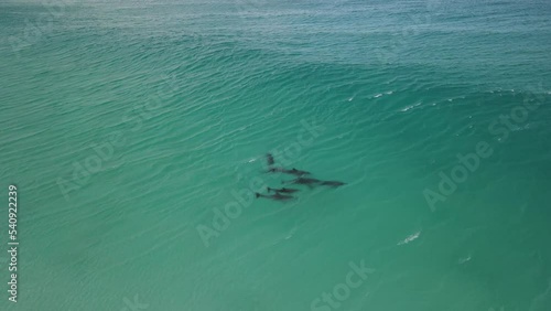 Aerial drone footage of a Small pod of dolphins including a Mother and baby dolphin in Albany Western Australia Pt3 photo