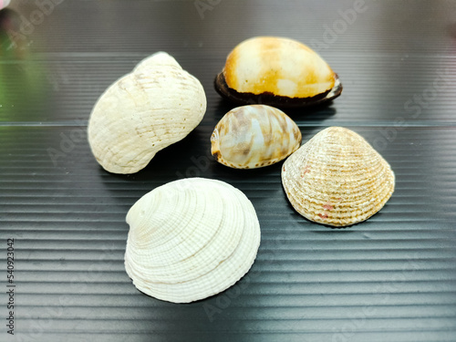 Sea shells on the black background