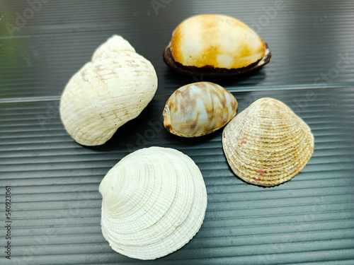 Sea shells on the black background