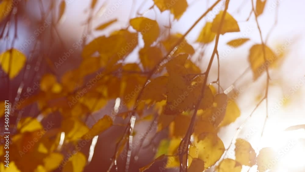 Autumn leaves background. Beautiful birch tree with colorful leaves swirling, fluttering in the wind on a tree, abstract backdrop with sun flares. Orange, red and yellow colors. Slow motion Autumn leaves background. Beautiful birch tree with colorful leaves swirling, fluttering in the wind on a tree, abstract backdrop with sun flares. Orange, red and yellow colors. Slow motion