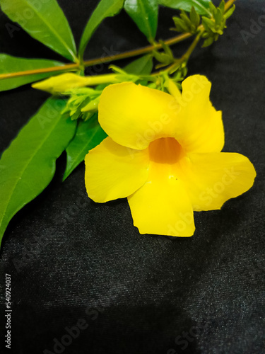 The yellow Alamanda flower on the black background photo