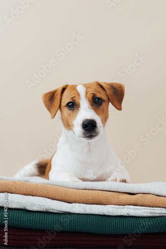 Cute dog jack russell terrier lies on a stack of sweaters and looks at the camera on a beige background