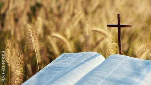 The sunset scenery, the Bible, the cross of the holy Jesus Christ, the reeds and the barley
