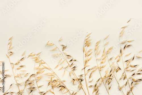 Print op canvas Top view ears of cereal crops, oats grain crop on beige color background, copy space