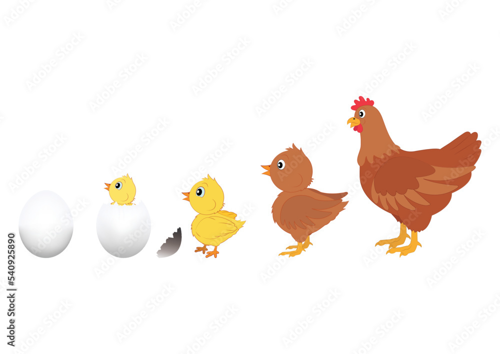 Chicken Evolution. Vector Illustration of Chicken Evolution. Egg, chicken, hen