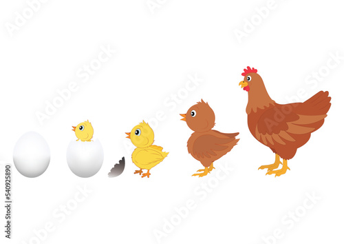 Chicken Evolution. Vector Illustration of Chicken Evolution. Egg, chicken, hen
