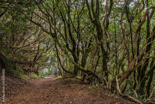 La Gomera Canary Islands forest landscapes.