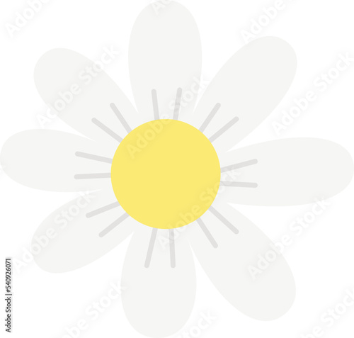 Chamomile flower head Vector illustration
