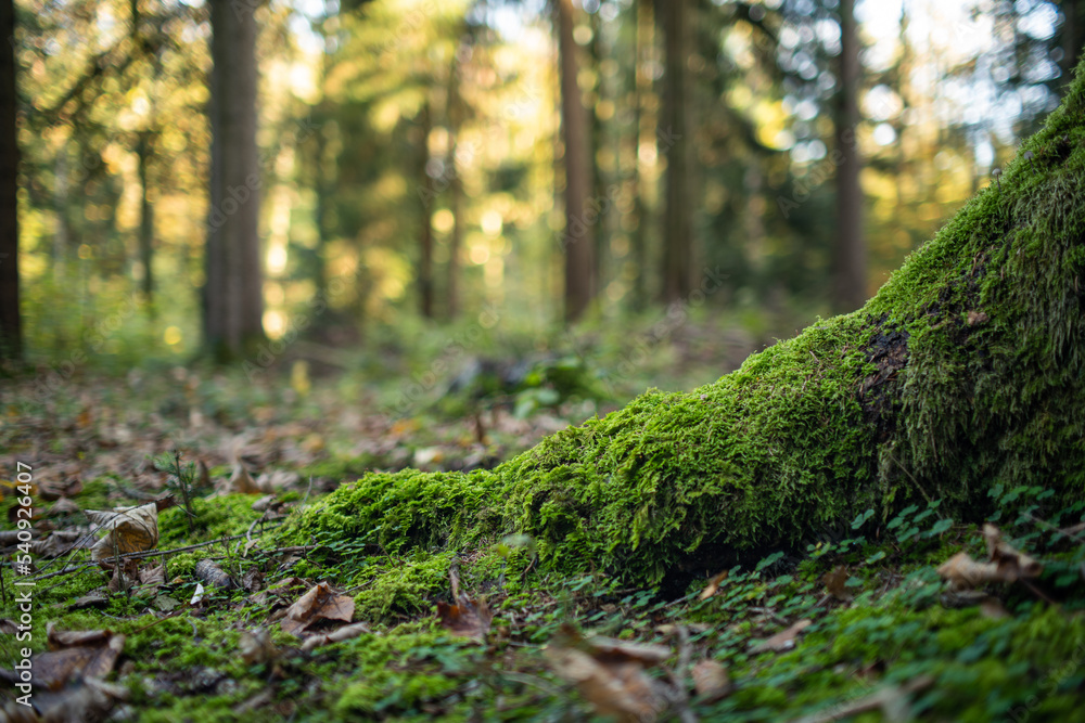 Naklejka premium Green moss and autumn leaves on tree stump roots in a forest autumn day. Low angle close up shot, no people