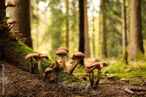 Wild autumn mushrooms growing in the forest in Europe in October. Close up shot, no people