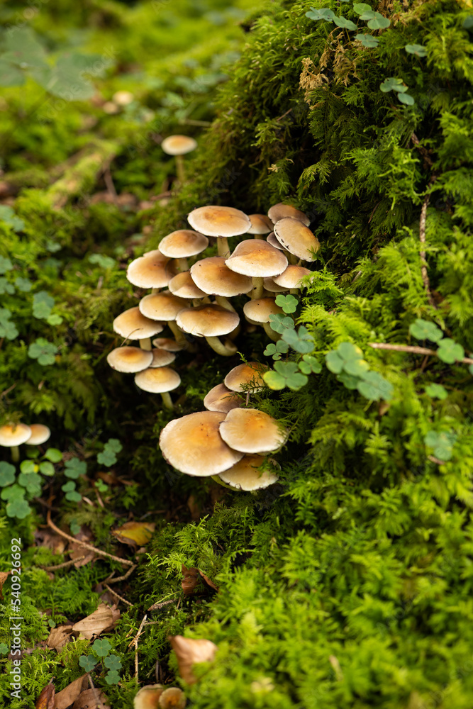Wild autumn mushrooms growing in the forest in Europe in October. Close up shot, no people Wild autumn mushrooms growing in the forest in Europe in October. Close up shot, no people