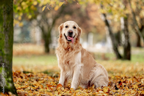 Golden retriever dog outdoors