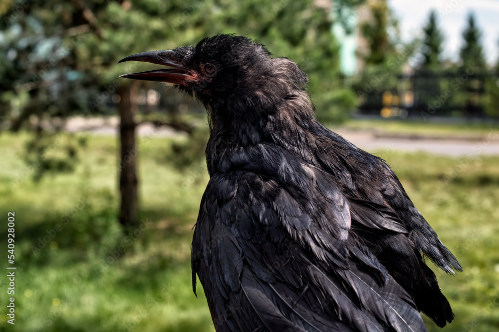 Fototapeta premium A black rook chick sits on a tree branch...