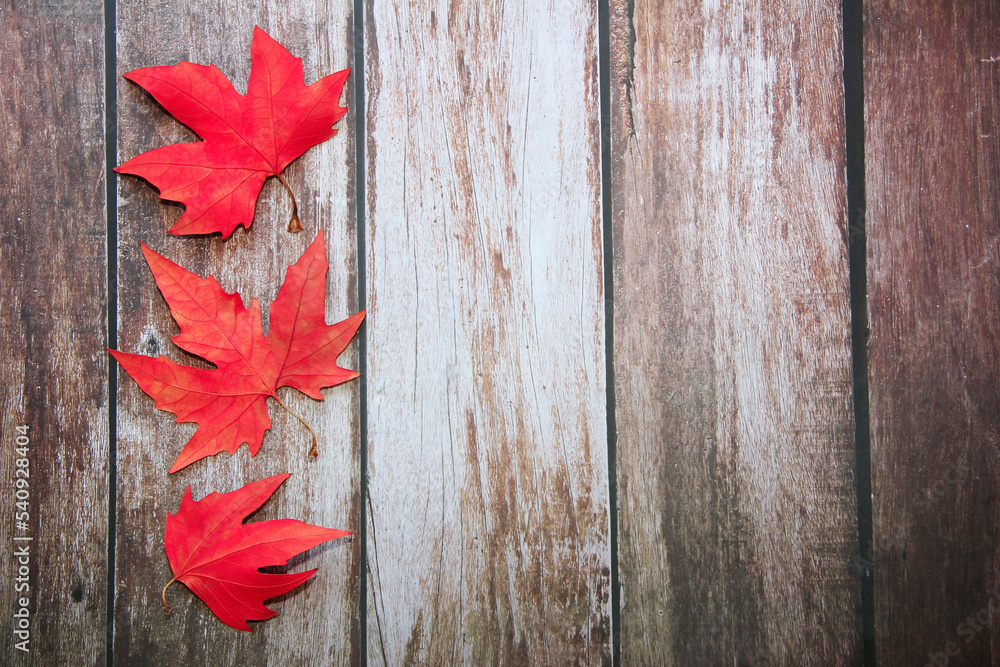 Obraz premium dry red maple leaves on a wooden background