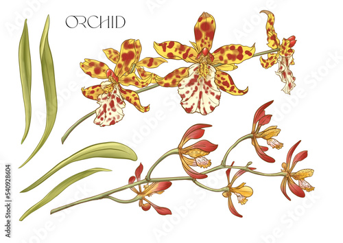Wild Orchids. Set of flowers on branches with leaves. Isolated vector illustration in colourful and outline.