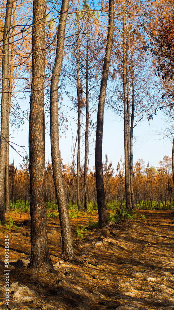 Forêt calcinée des Landes de Gascogne, après le passage des incendies de l'été 2022, en Gironde, à proximité de Landiras.  Des fougères repoussent déjà