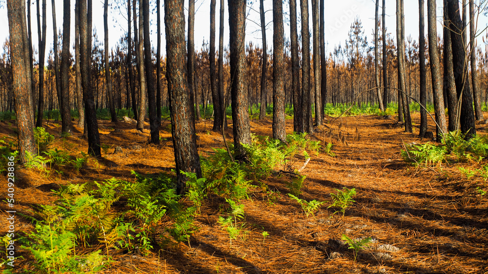 Fototapeta premium Forêt calcinée des Landes de Gascogne, après le passage des incendies de l'été 2022, en Gironde, à proximité de Landiras. Des fougères repoussent déjà