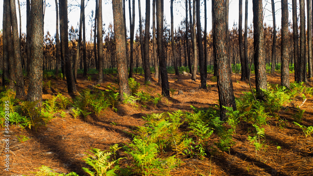 Obraz premium Forêt calcinée des Landes de Gascogne, après le passage des incendies de l'été 2022, en Gironde, à proximité de Landiras. Des fougères repoussent déjà