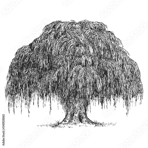 Vector hand drawn willow in sketch style isolated on white background. Monochrome tall big tree. Vintage artistic design art illustration.