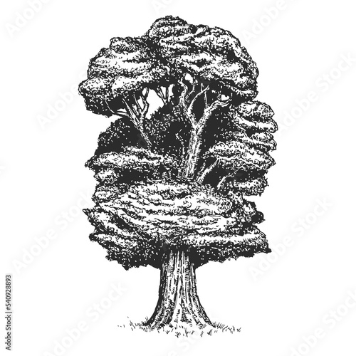 Vector hand drawn lonely oak, chestnut or maple in sketch style isolated on white background. Monochrome tall big tree. Vintage artistic design art illustration.