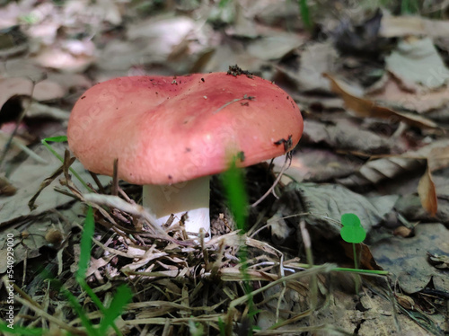 wild mushrooms growing in the forest in Fruska Gora