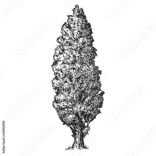 Vector hand drawn poplar in sketch style isolated on white background. Monochrome tall big tree. Vintage artistic design art illustration.