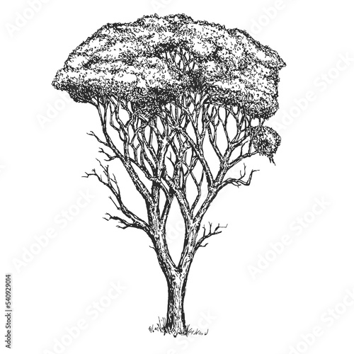 Vector hand drawn tree in sketch style isolated on white background. Monochrome tall big plant. Vintage artistic design art illustration.