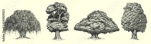 Set vector hand drawn big trees in sketch style isolated on white background. Poplar, spruce, oak, maple, willow, chestnut. Collection vintage artistic design illustration. photo