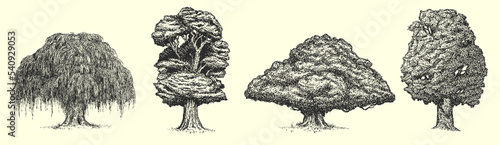 Set vector hand drawn big trees in sketch style isolated on white background. Poplar, spruce, oak, maple, willow, chestnut. Collection vintage artistic design illustration.