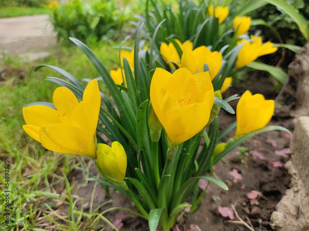 yellow crocuses blooming in the garden yellow crocuses blooming in the garden