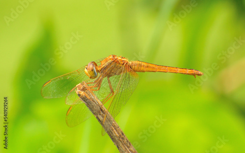 Close up of a dragonfly sitting on a branch. © saurav005