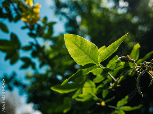 green leaves on a sunny day