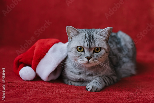 Beautiful Scottish fold kitten inside a Santa hat on a red background. Happy new year concept © Viktoryia