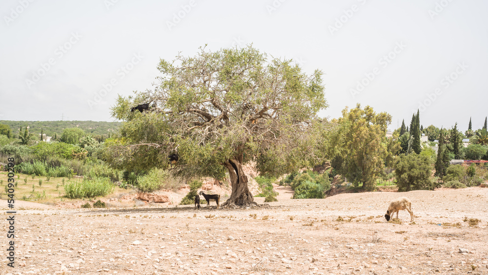 Goats on a tree in Africa