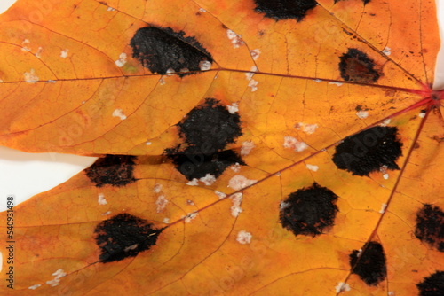 Yellow Maple leaves with black and white spots. Fungal disease or tar spot on maple leaf caused by Rhhytisma acerinum fungus photo