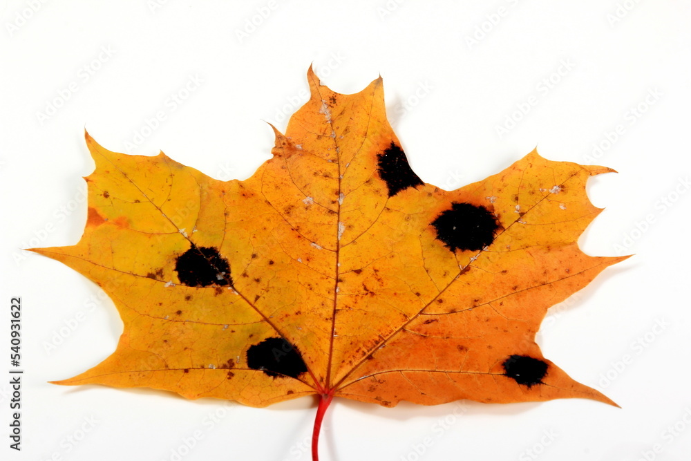 Yellow Maple leaves with black and white spots. Fungal disease or tar spot on maple leaf caused