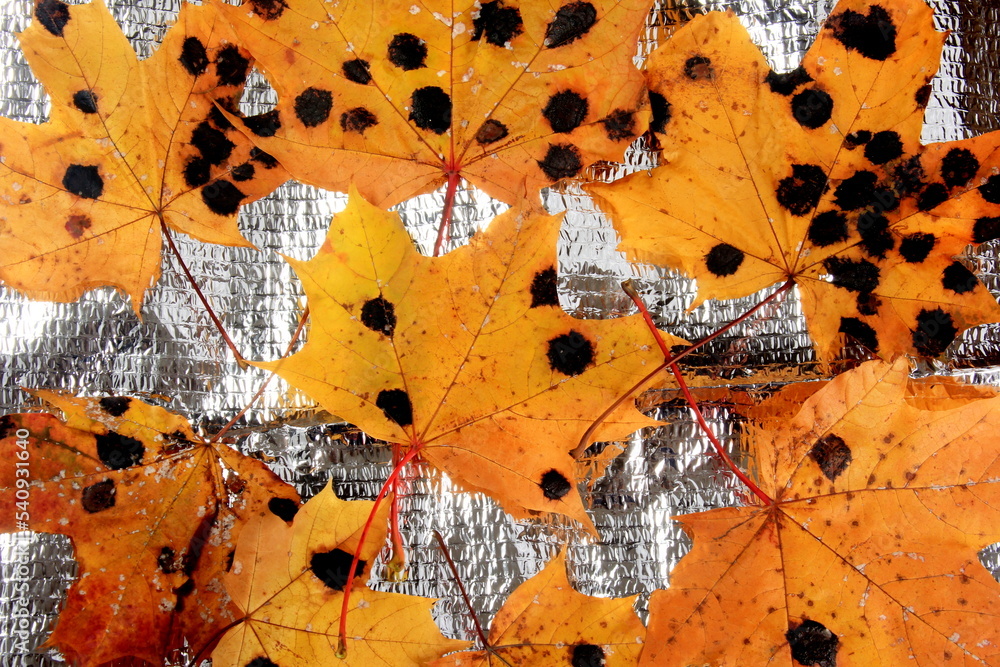 Yellow Maple leaves with black and white spots. Fungal disease or tar