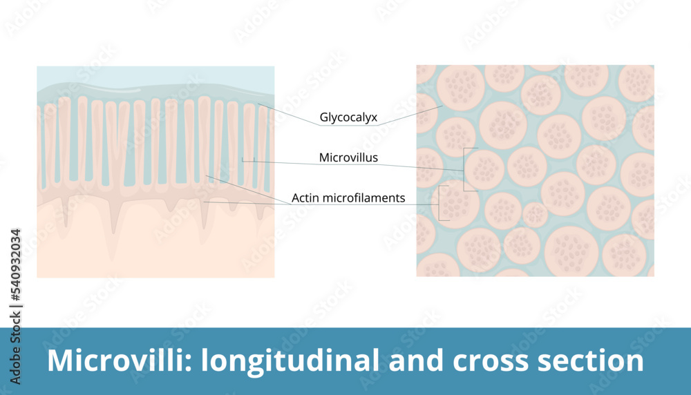 Microvilli longitudinal and crosssection. Plasma membrane extension increases cell's surface