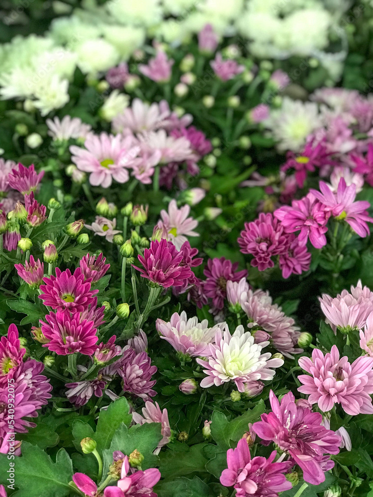 Mix of Chrysanthemum Flowers in the Flowerpots. Natural Light Selective Focus Mix of Chrysanthemum Flowers in the Flowerpots. Natural Light Selective Focus