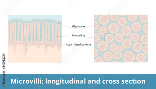 Microvilli: longitudinal and cross-section.	Plasma membrane extension increases cell's surface area with its miclrovillus and actin microfillaments. Glycocalyx as a protective layer.