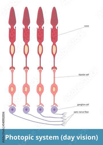 Photopic system (day vision). Each cone is directly connected to the brain through bipolar and ganglion cells, sp each optic nerve fiber represents area of retina, and vision in bright light is sharp.
