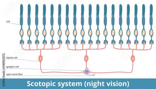Scotopic system (night vision). Rods are connected to one bipolar cell, these are connected to a ganglion cell. Spatial summation for nerve signal generation in dim light.