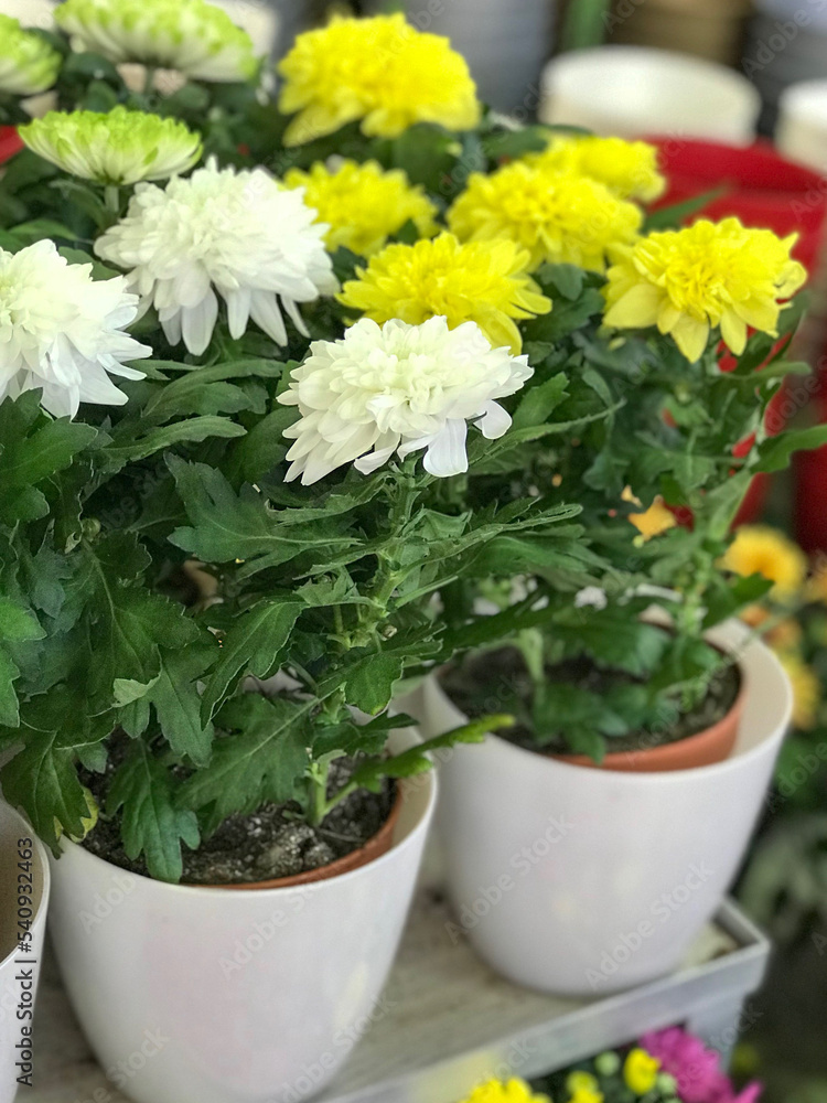 Mix of Chrysanthemum Flowers in the Flowerpots. Natural Light Selective Focus