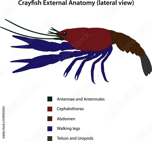Crayfish External Anatomy (lateral view) photo