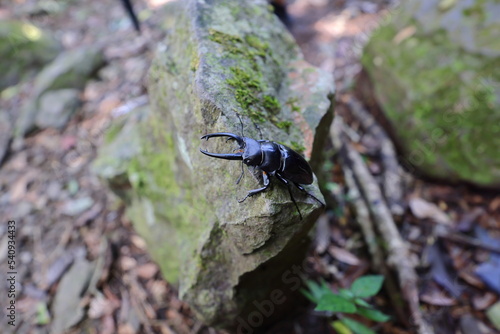 Stag beetles, a group of about 1,200 species of beetle in the family Lucanidae © leochen66
