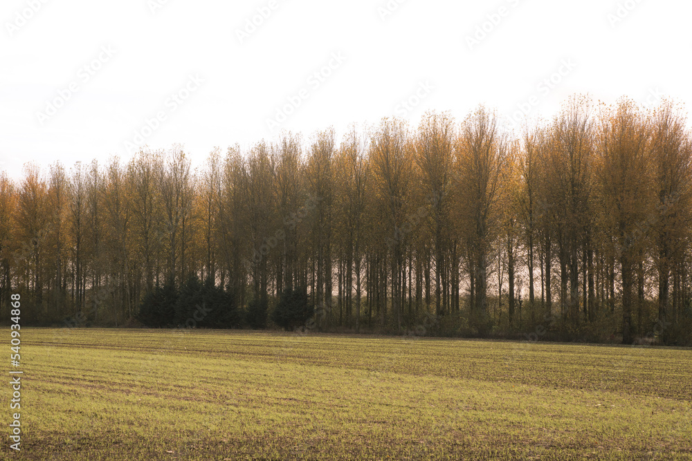 Fototapeta premium Autumn Leaves & Trees In Oxfordshire