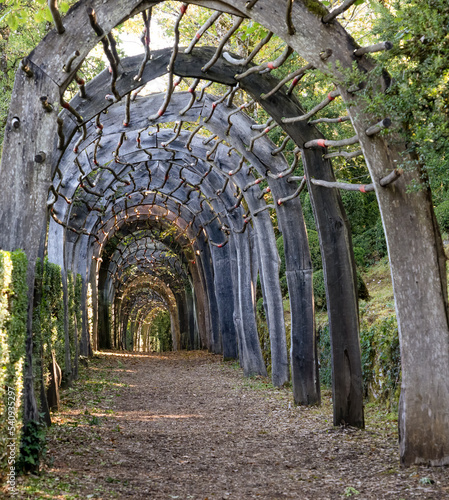 pathway leading through a covered wooden arch tunnel and foliage 