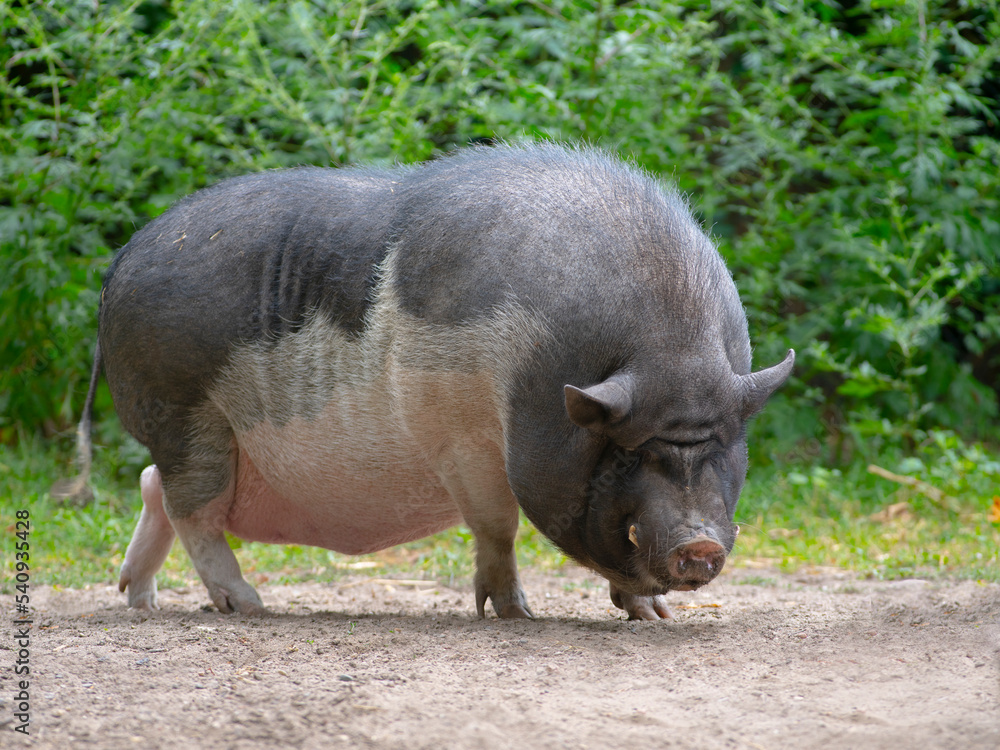 fat old pig on green background fat old pig on green background